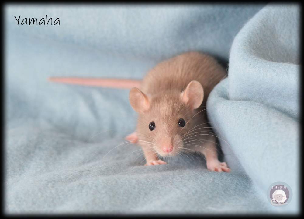 Fancy rat Owned by other Rattus norvegicus 