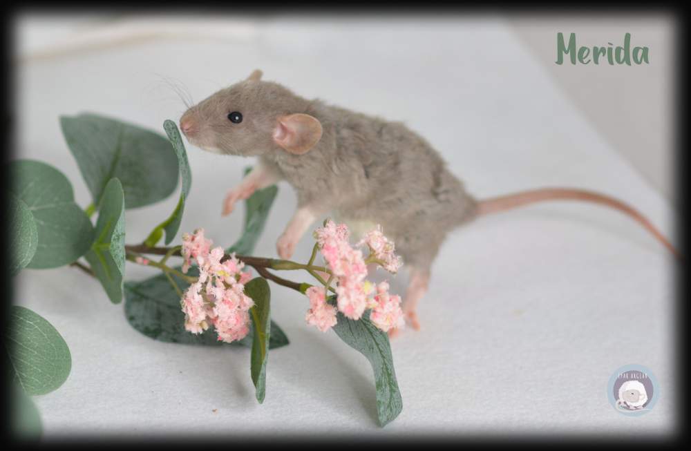 Fancy rat Owned by other Rattus norvegicus 