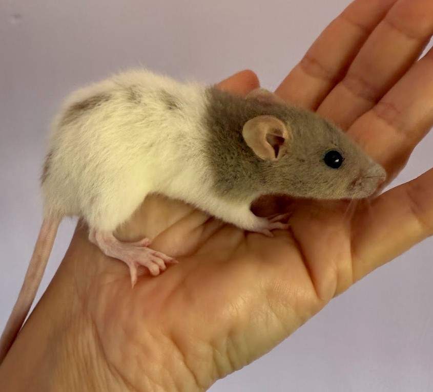 Fancy rat Pet only Rattus norvegicus 