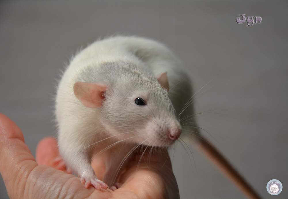 Fancy rat Deceased Rattus norvegicus 