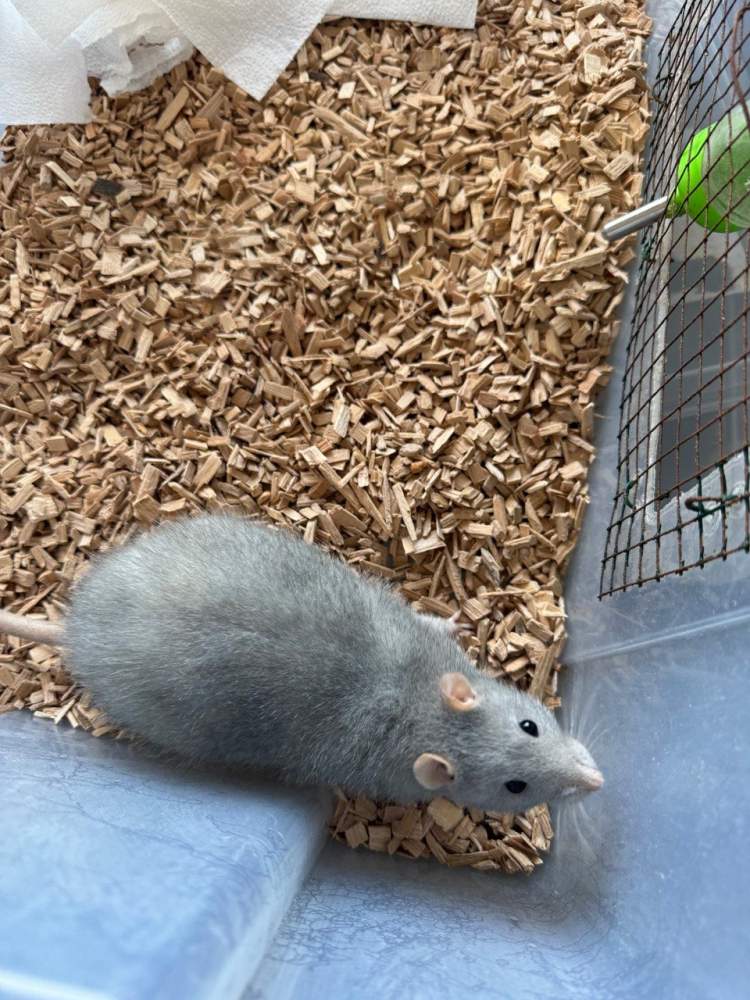 Fancy rat Pet only Rattus norvegicus 