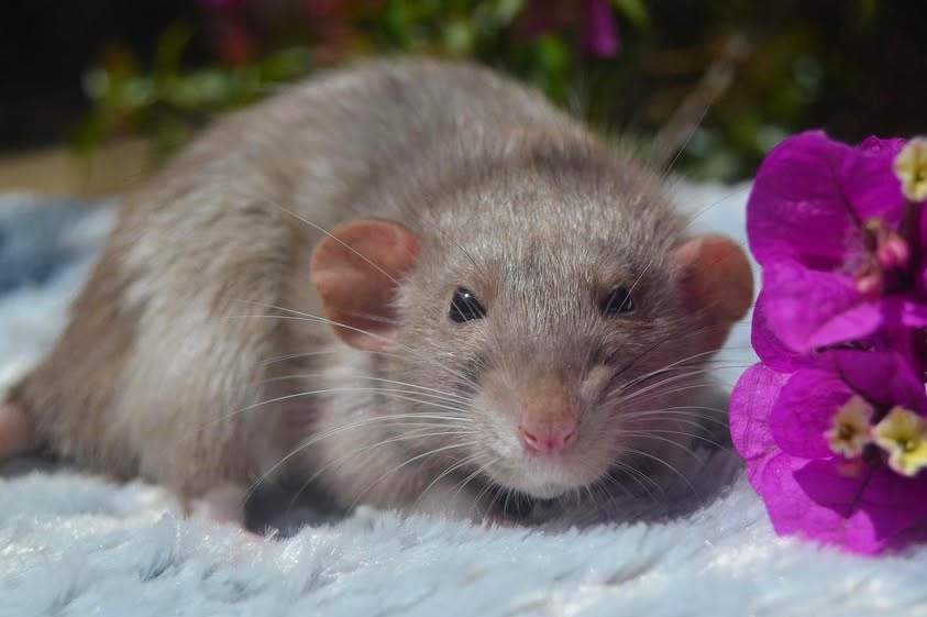 Fancy rat Pet only Rattus norvegicus 