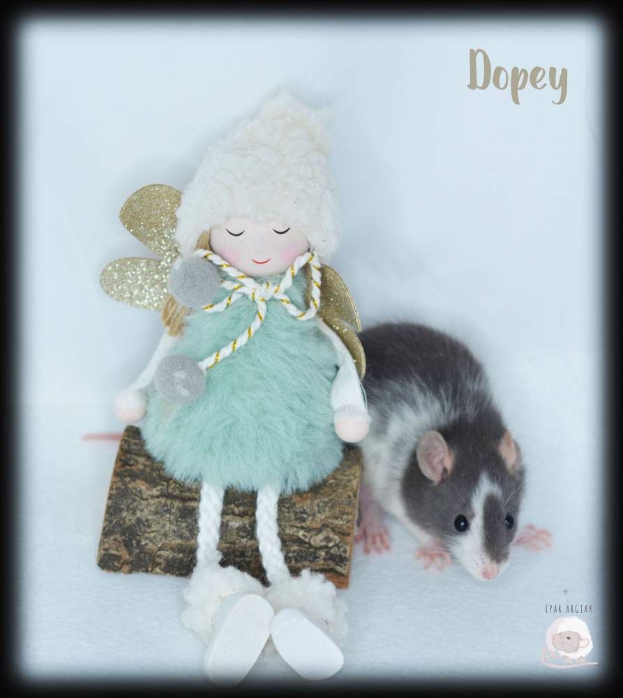 Fancy rat Owned by other Rattus norvegicus 