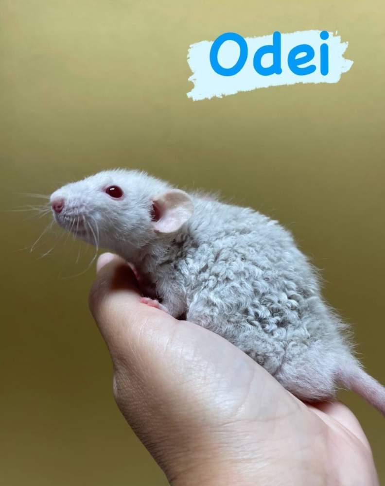 Fancy rat Deceased Rattus norvegicus 