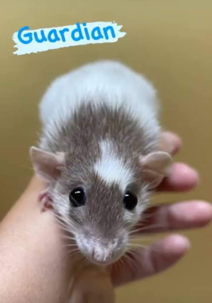 Fancy rat Deceased Rattus norvegicus 
