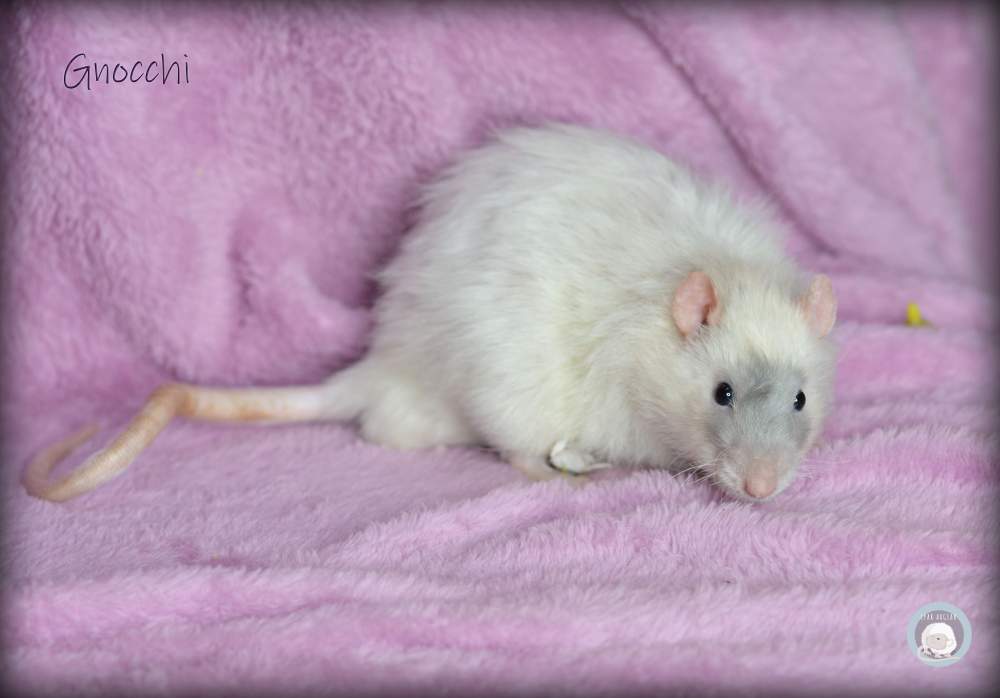 Fancy rat Deceased Rattus norvegicus 