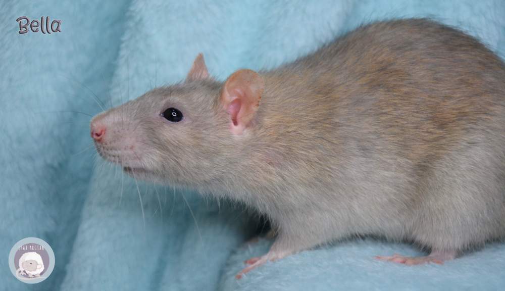 Fancy rat Deceased Rattus norvegicus 