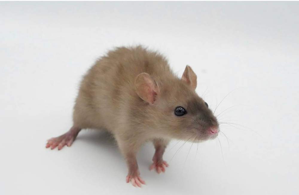 Fancy rat Pet only Rattus norvegicus 