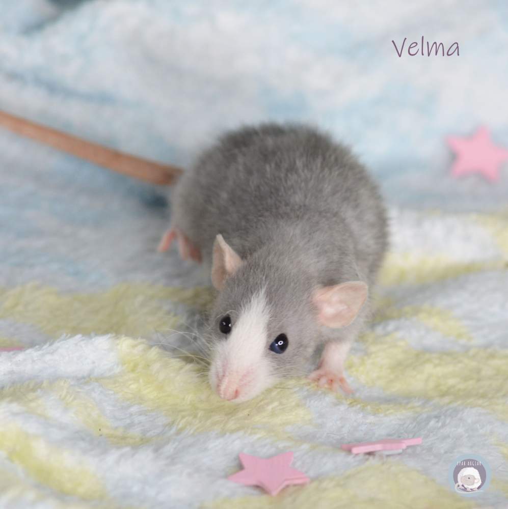 Fancy rat Deceased Rattus norvegicus 