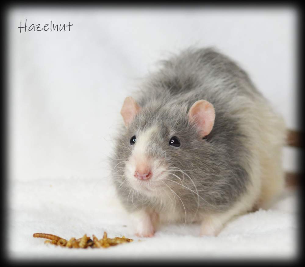 Fancy rat Deceased Rattus norvegicus 