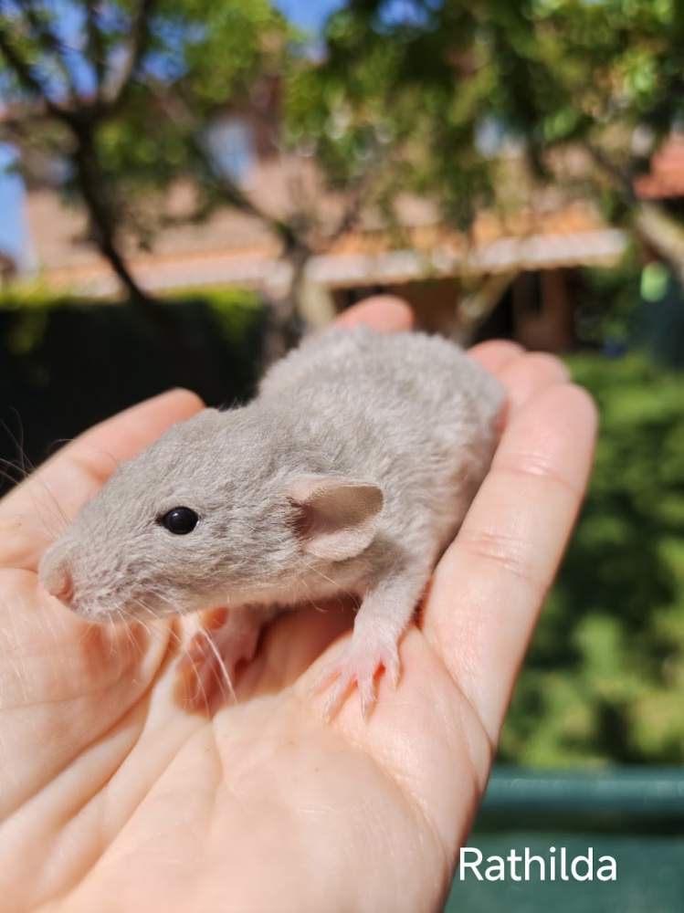 Fancy rat Owned by other Rattus norvegicus 
