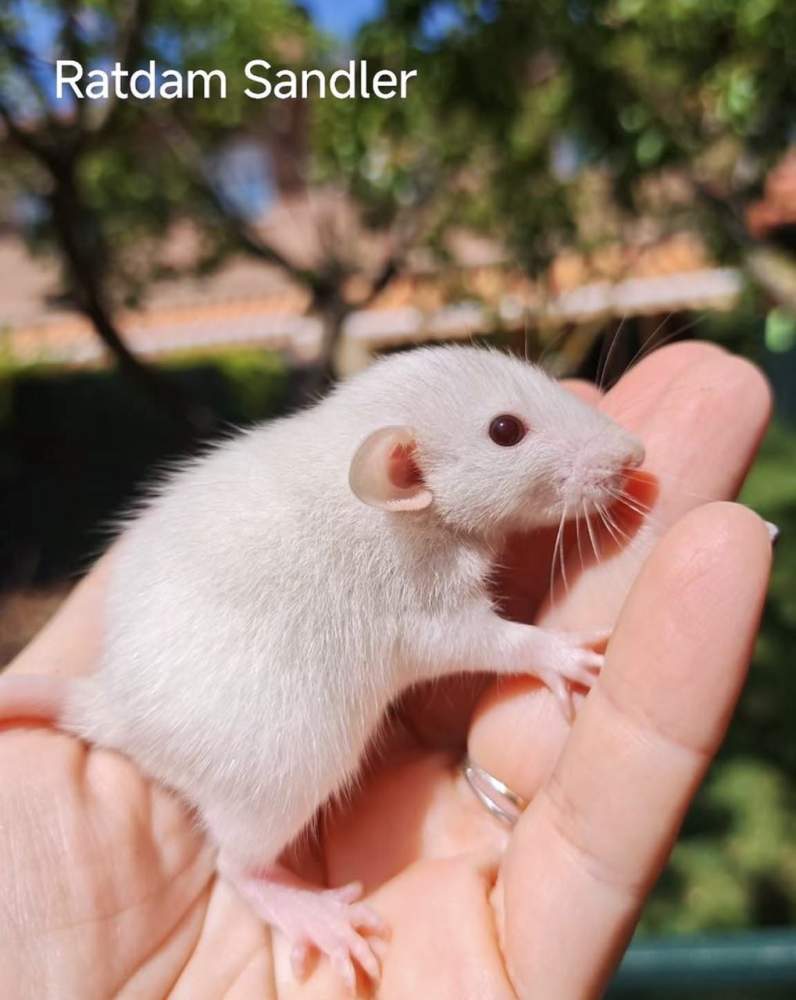Fancy rat Owned by other Rattus norvegicus 