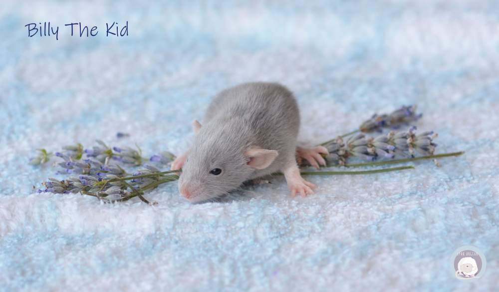 Fancy rat Pet only Rattus norvegicus 