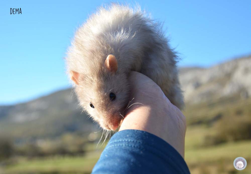 Fancy rat Deceased Rattus norvegicus 