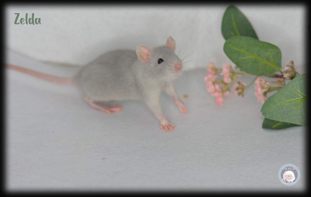 Fancy rat Owned by other Rattus norvegicus 