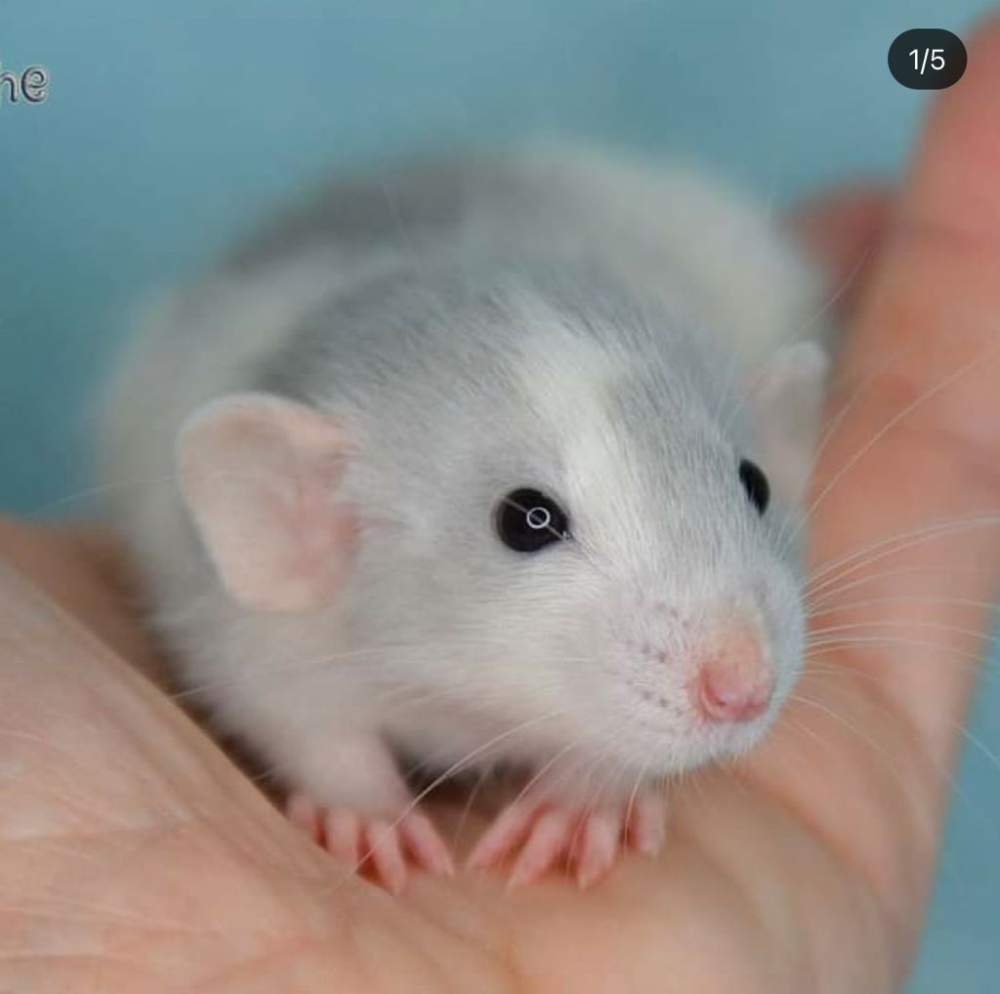 Fancy rat Deceased Rattus norvegicus 