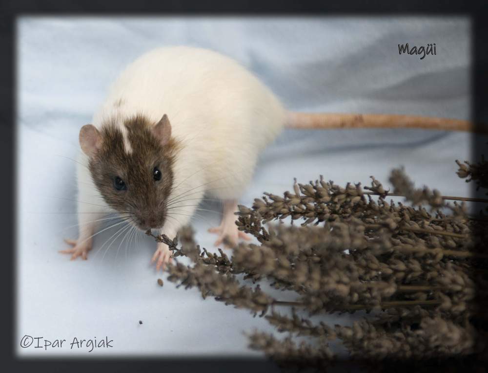 Fancy rat Breeder Rattus norvegicus 