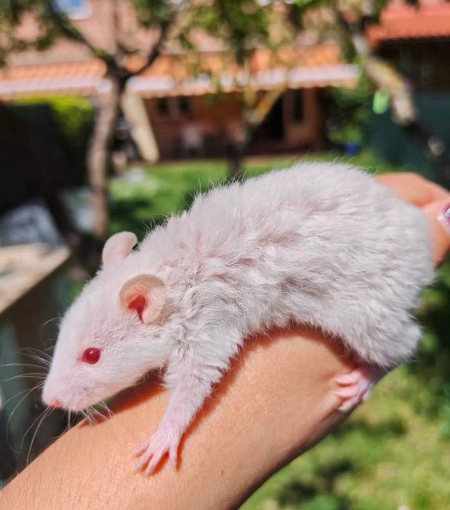 Fancy rat Pet only Rattus norvegicus 