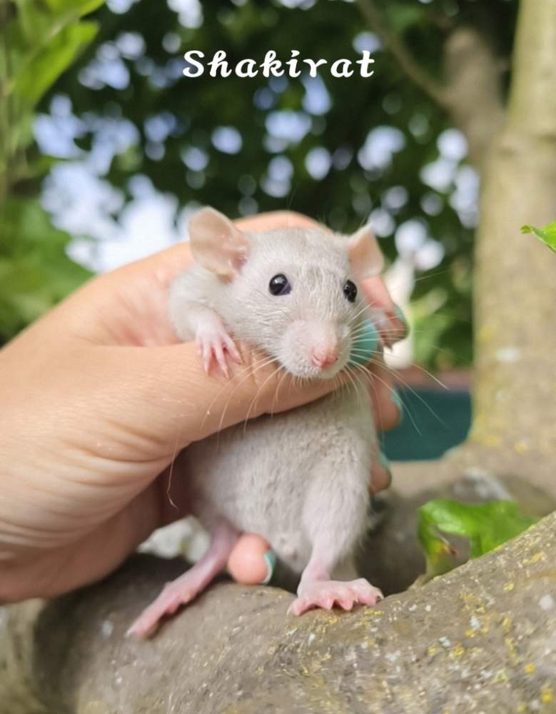 Fancy rat Pet only Rattus norvegicus 