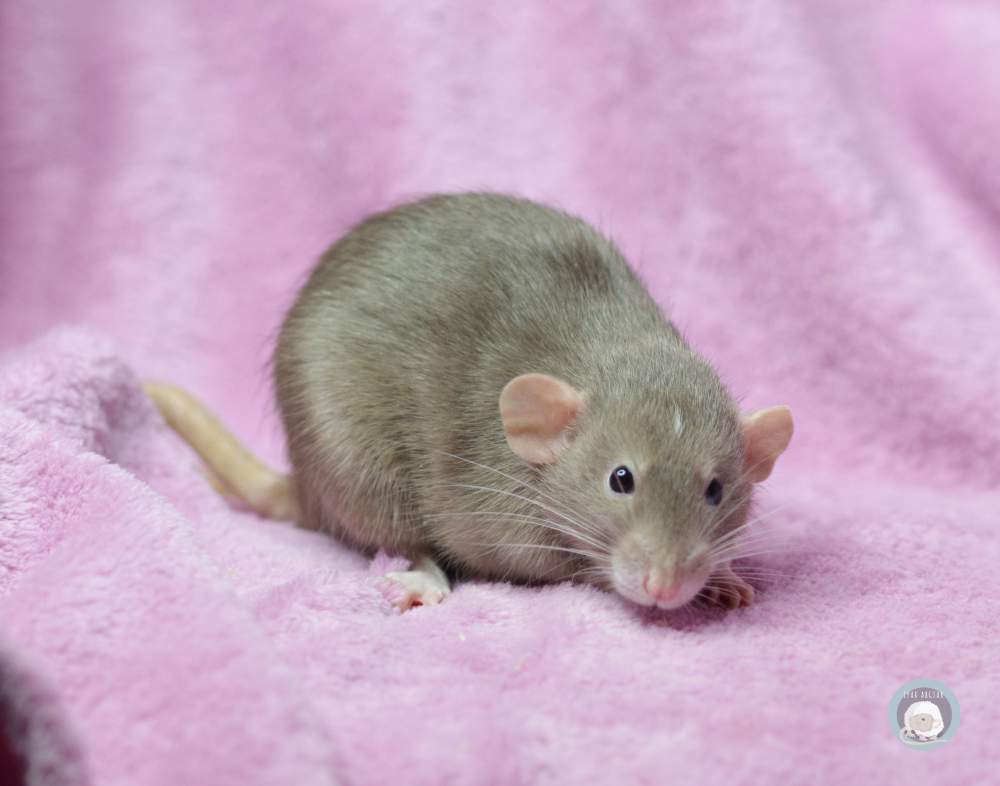 Fancy rat Deceased Rattus norvegicus 
