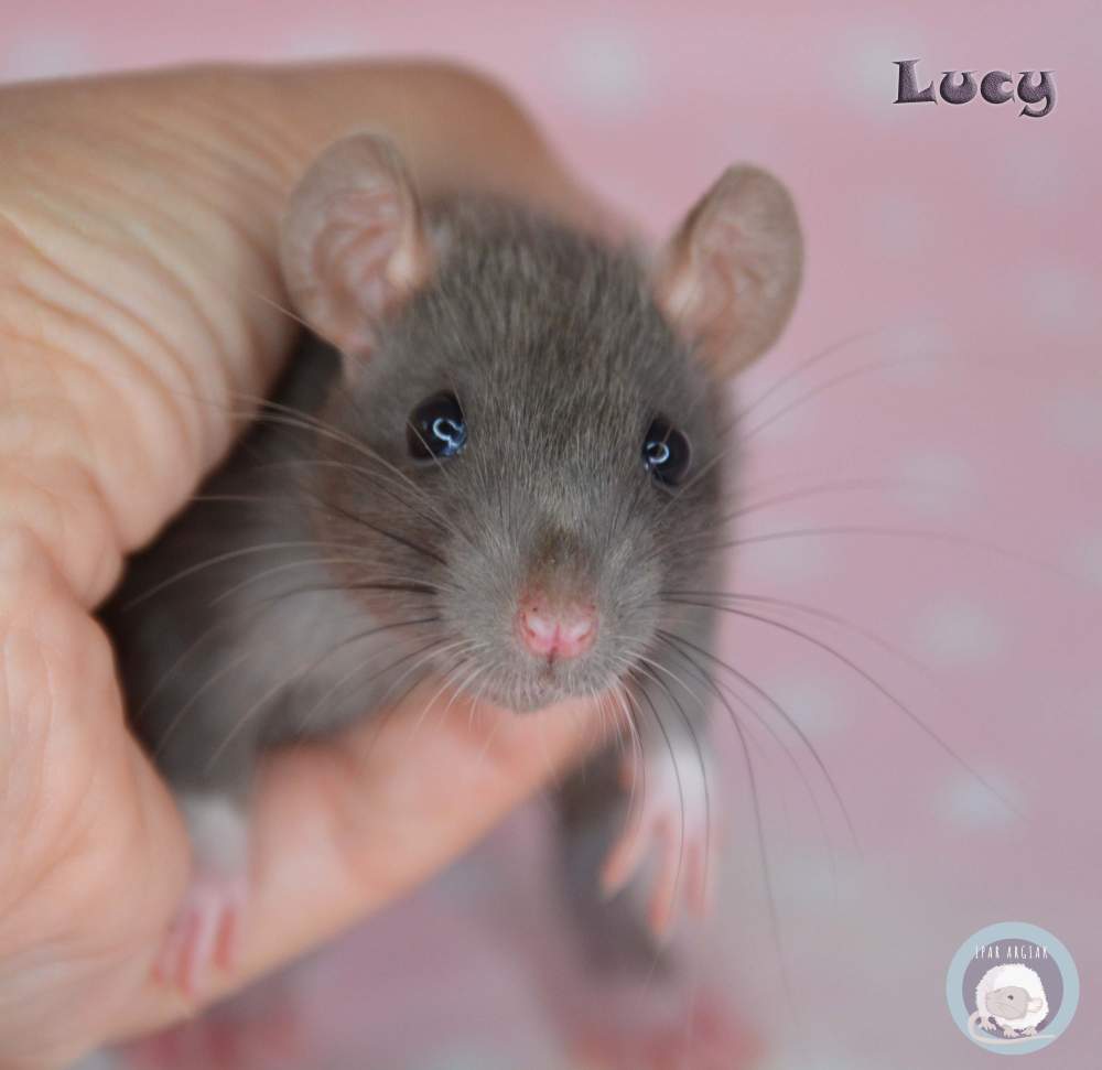 Fancy rat Deceased Rattus norvegicus 