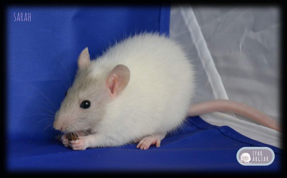 Fancy rat Deceased Rattus norvegicus 