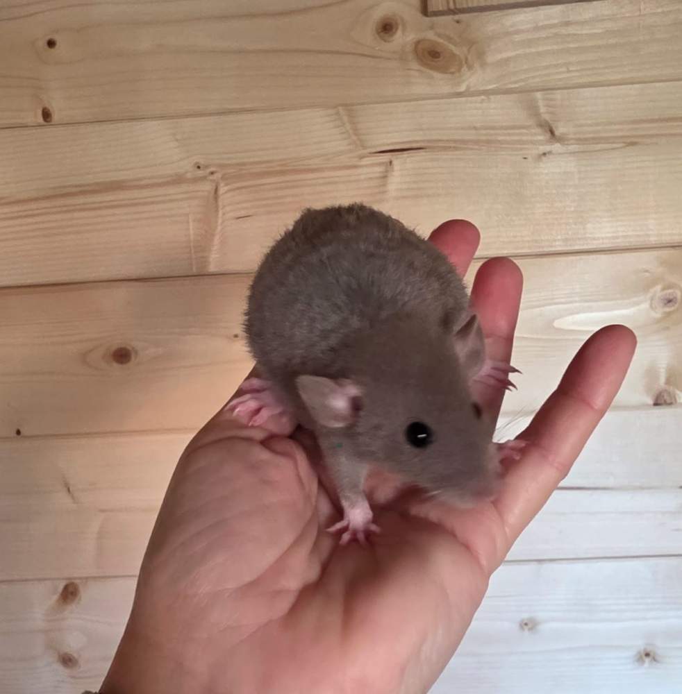 Fancy rat Pet only Rattus norvegicus 