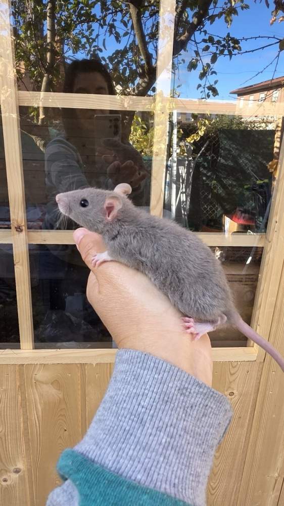 Fancy rat Pet only Rattus norvegicus 