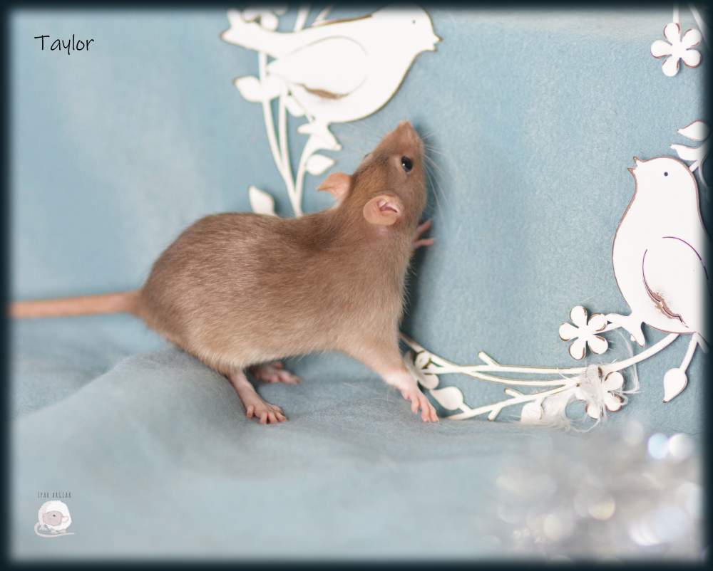 Fancy rat Pet only Rattus norvegicus 
