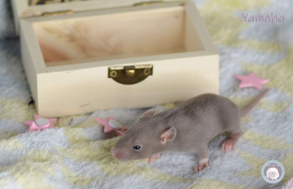 Fancy rat Pet only Rattus norvegicus 