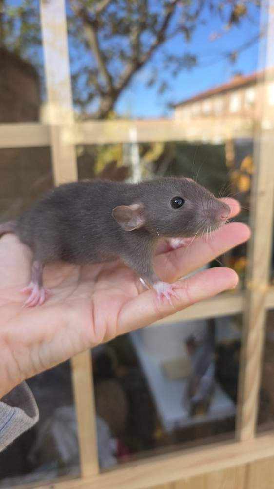 Fancy rat Pet only Rattus norvegicus 