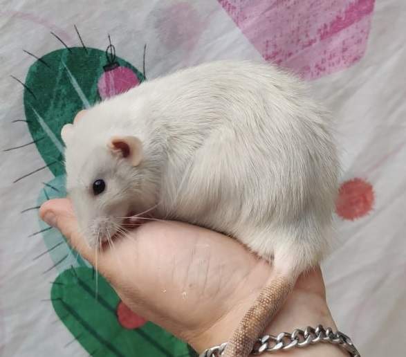 Fancy rat Deceased Rattus norvegicus 