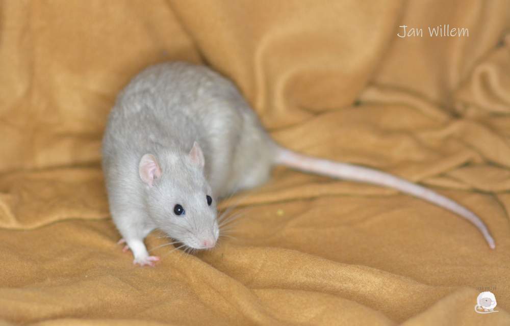 Fancy rat Owned by other Rattus norvegicus 