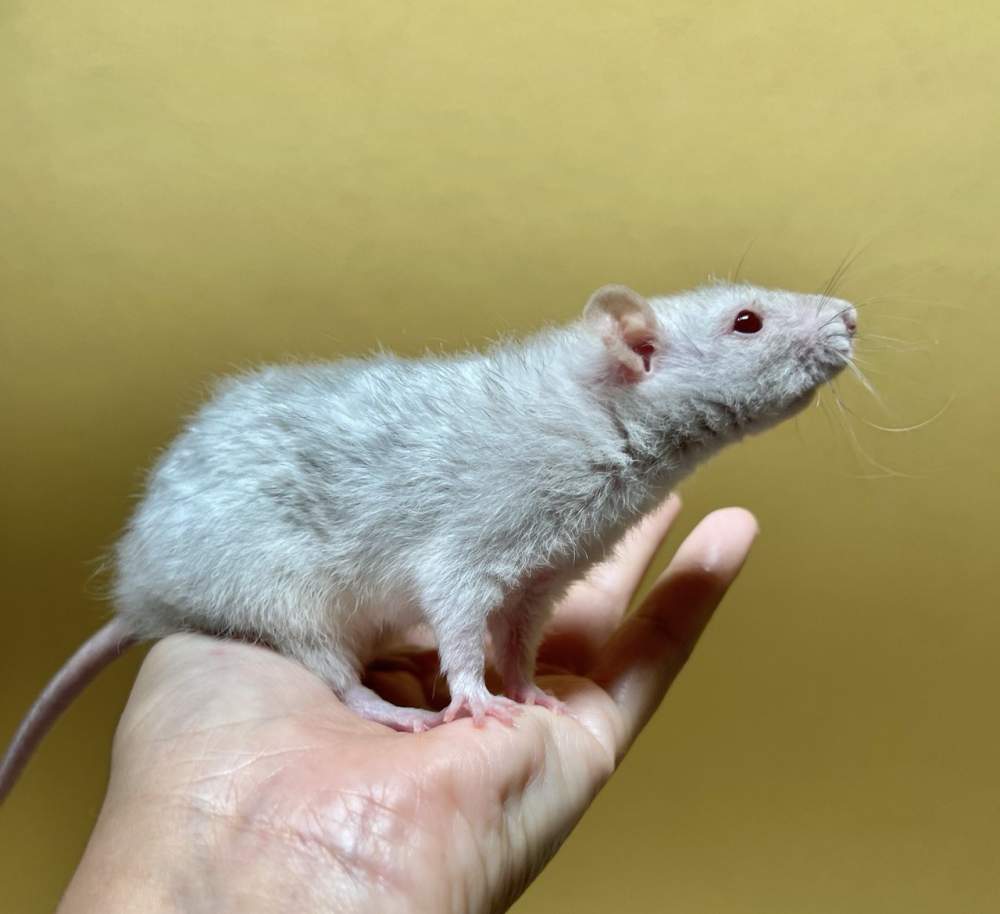 Fancy rat Deceased Rattus norvegicus 
