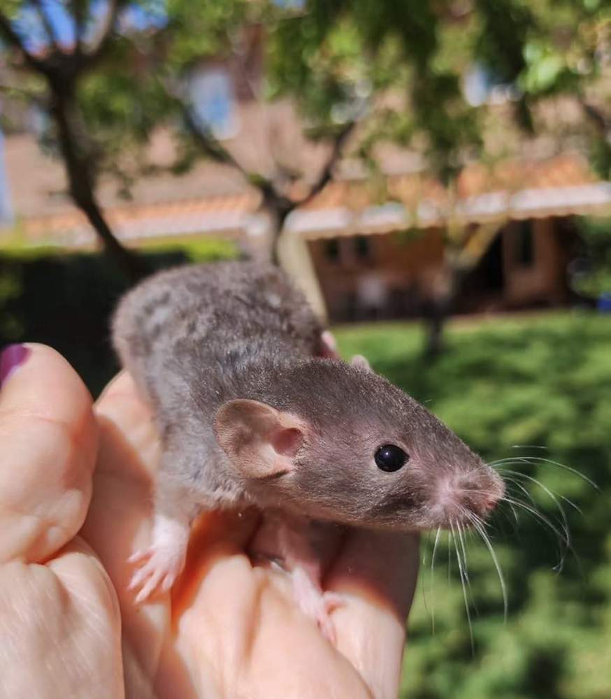 Fancy rat Pet only Rattus norvegicus 