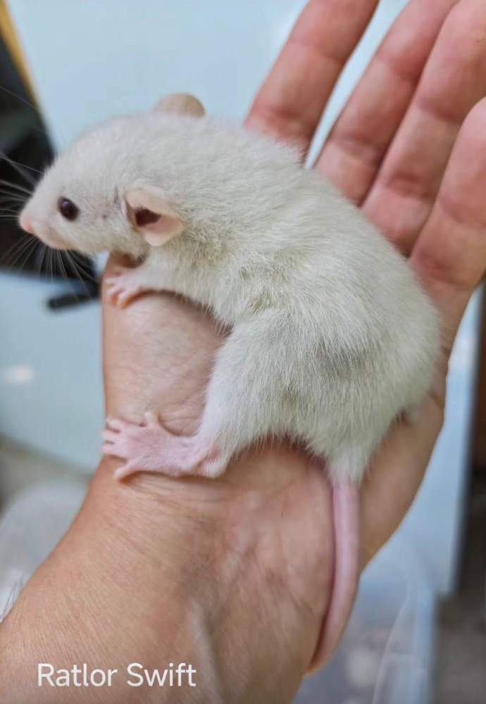 Fancy rat Pet only Rattus norvegicus 