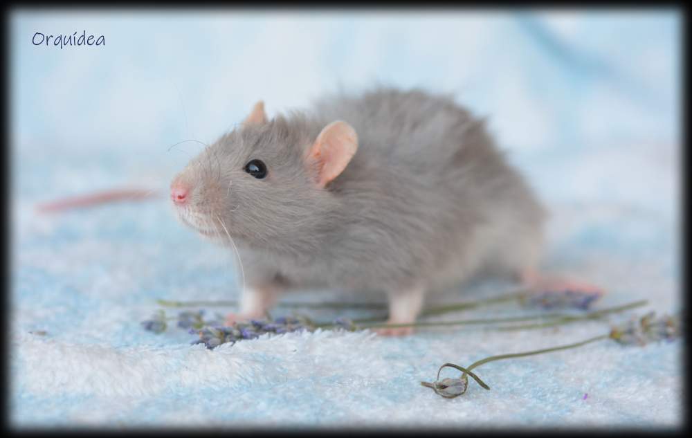 Fancy rat Deceased Rattus norvegicus 
