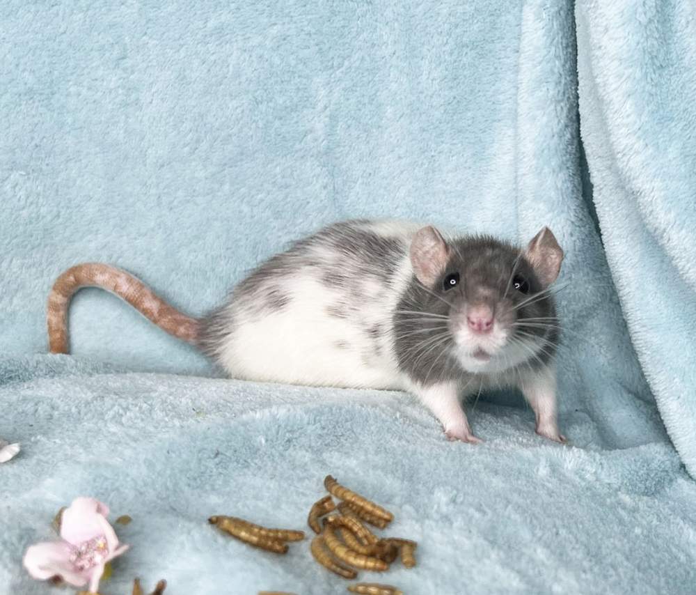 Fancy rat Deceased Rattus norvegicus 