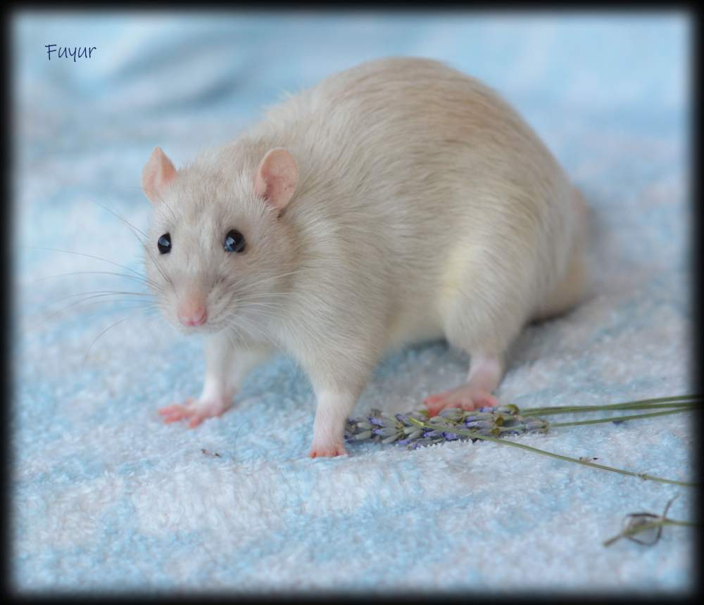 Fancy rat Deceased Rattus norvegicus 