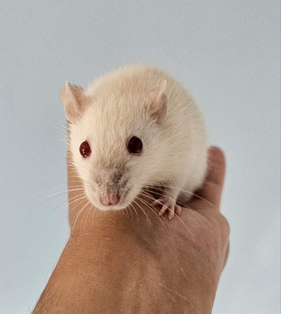 Fancy rat Deceased Rattus norvegicus 