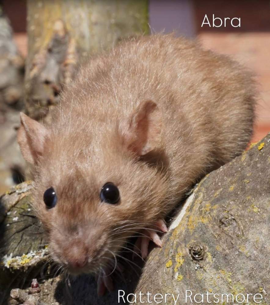 Fancy rat Pet only Rattus norvegicus 