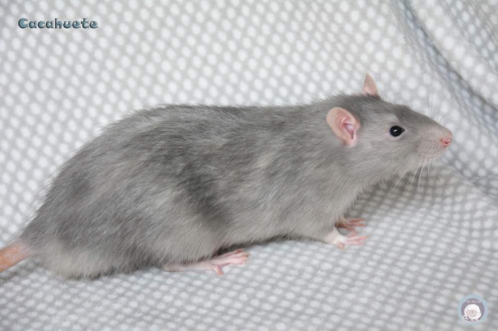 Fancy rat Deceased Rattus norvegicus 