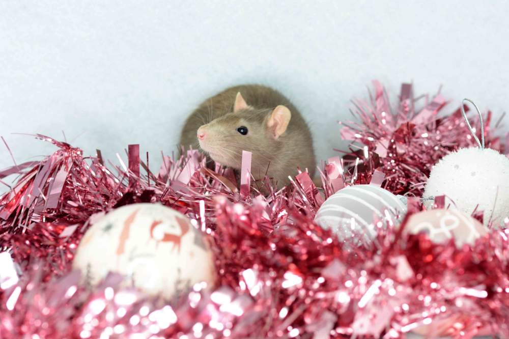 Fancy rat Deceased Rattus norvegicus 