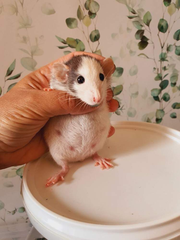 Fancy rat Pet only Rattus norvegicus 