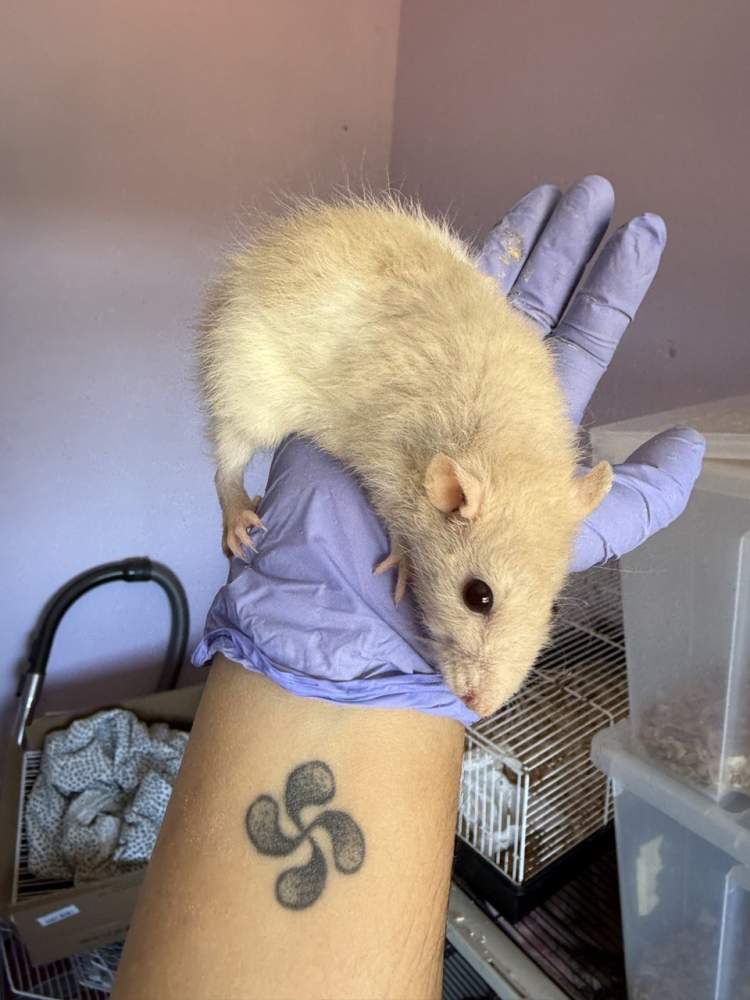 Fancy rat Deceased Rattus norvegicus 