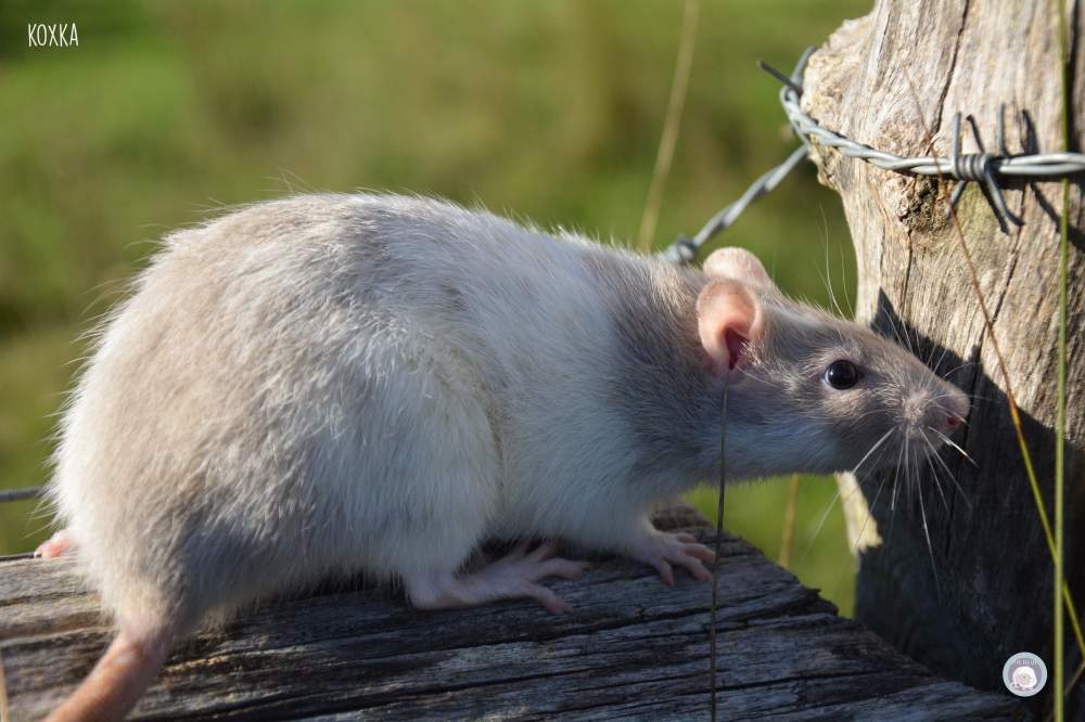 Fancy rat Deceased Rattus norvegicus 