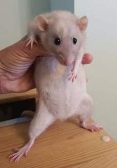 Fancy rat Pet only Rattus norvegicus 