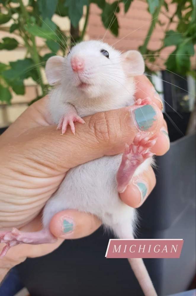 Fancy rat Pet only Rattus norvegicus 