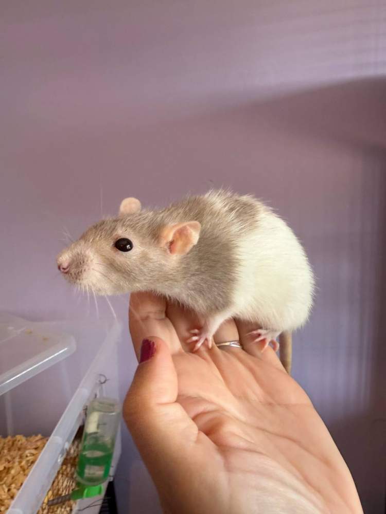 Fancy rat Pet only Rattus norvegicus 