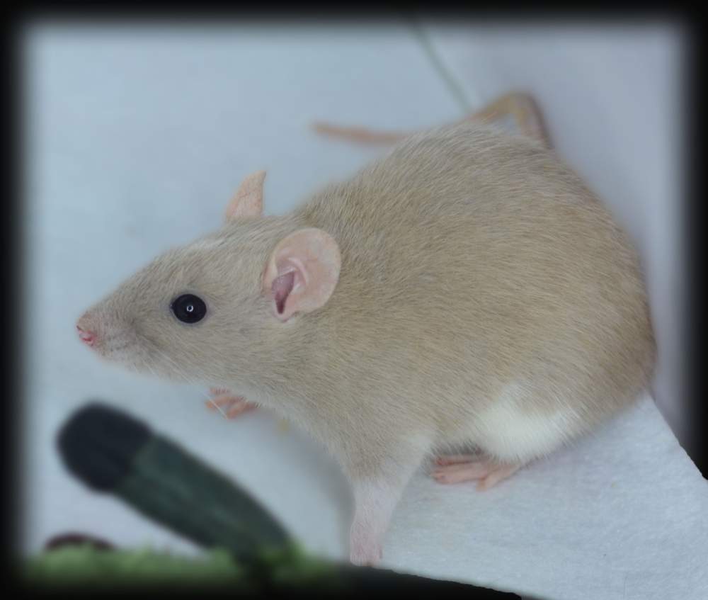 Fancy rat Pet only Rattus norvegicus 